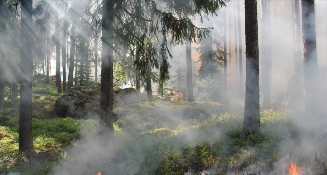 Ochrana lesov pred požiarmi